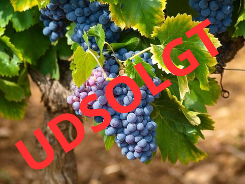 Ribera Del Duero Winetour 2026